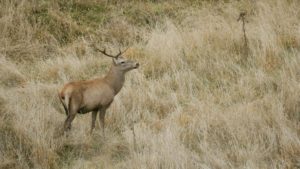 deer stag in forest and meadow