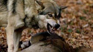 wolf snarling on deer carcass